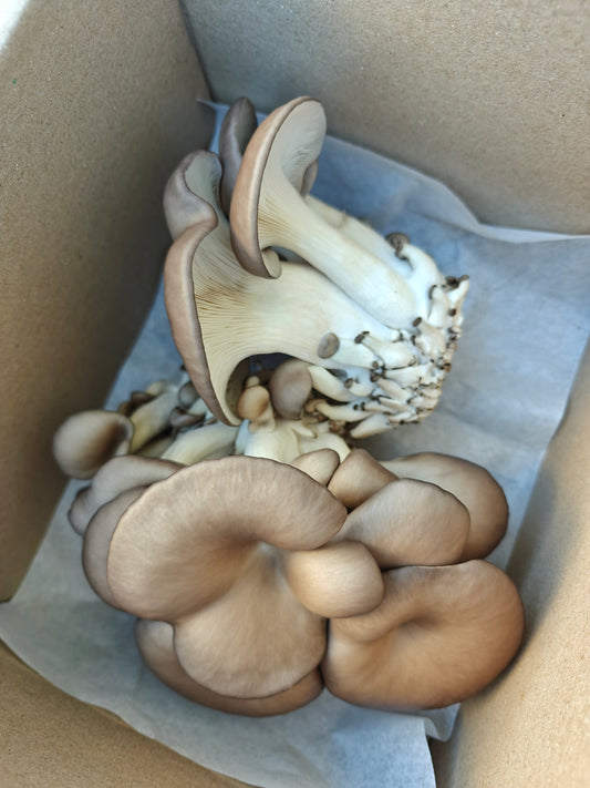 Chocolate Oyster Mushroom