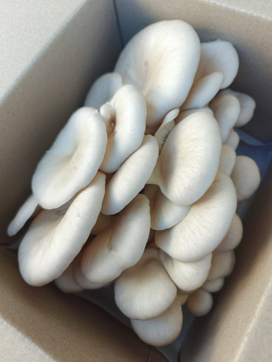 Princess of Pearl Oyster Mushroom