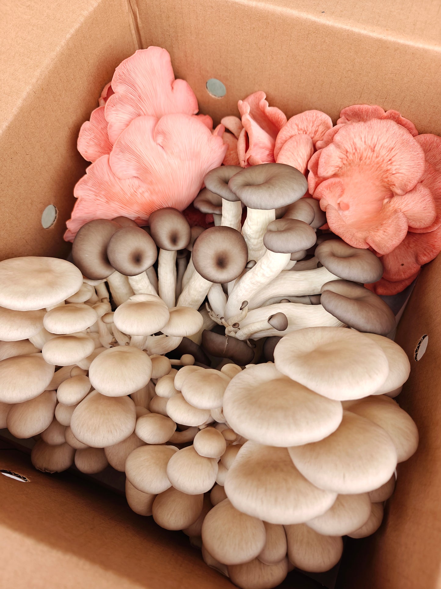 Funky Oyster Mix