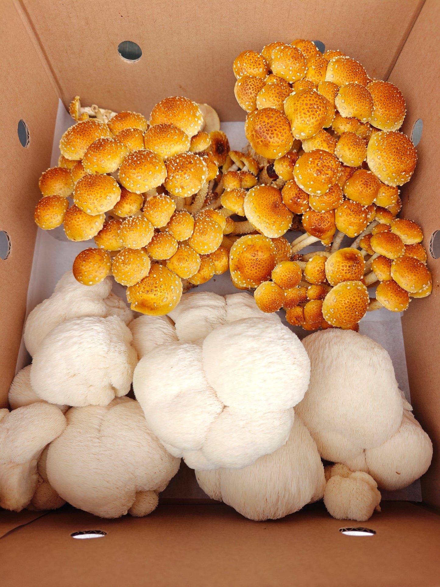 Fungi Lover's Mix