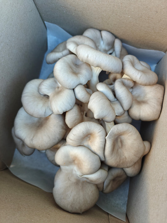 King of Pearl Oyster Mushroom
