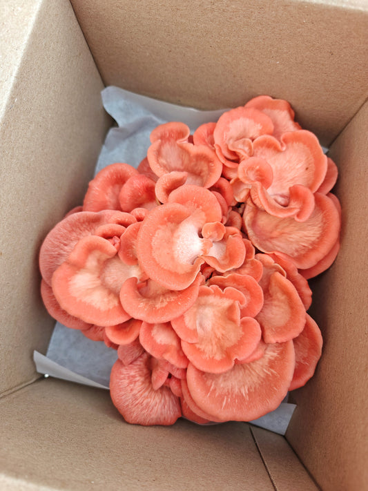 Pink Oyster Mushroom