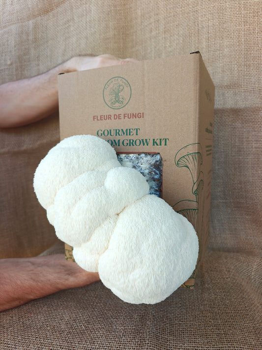 Lion's Mane Grow Kit