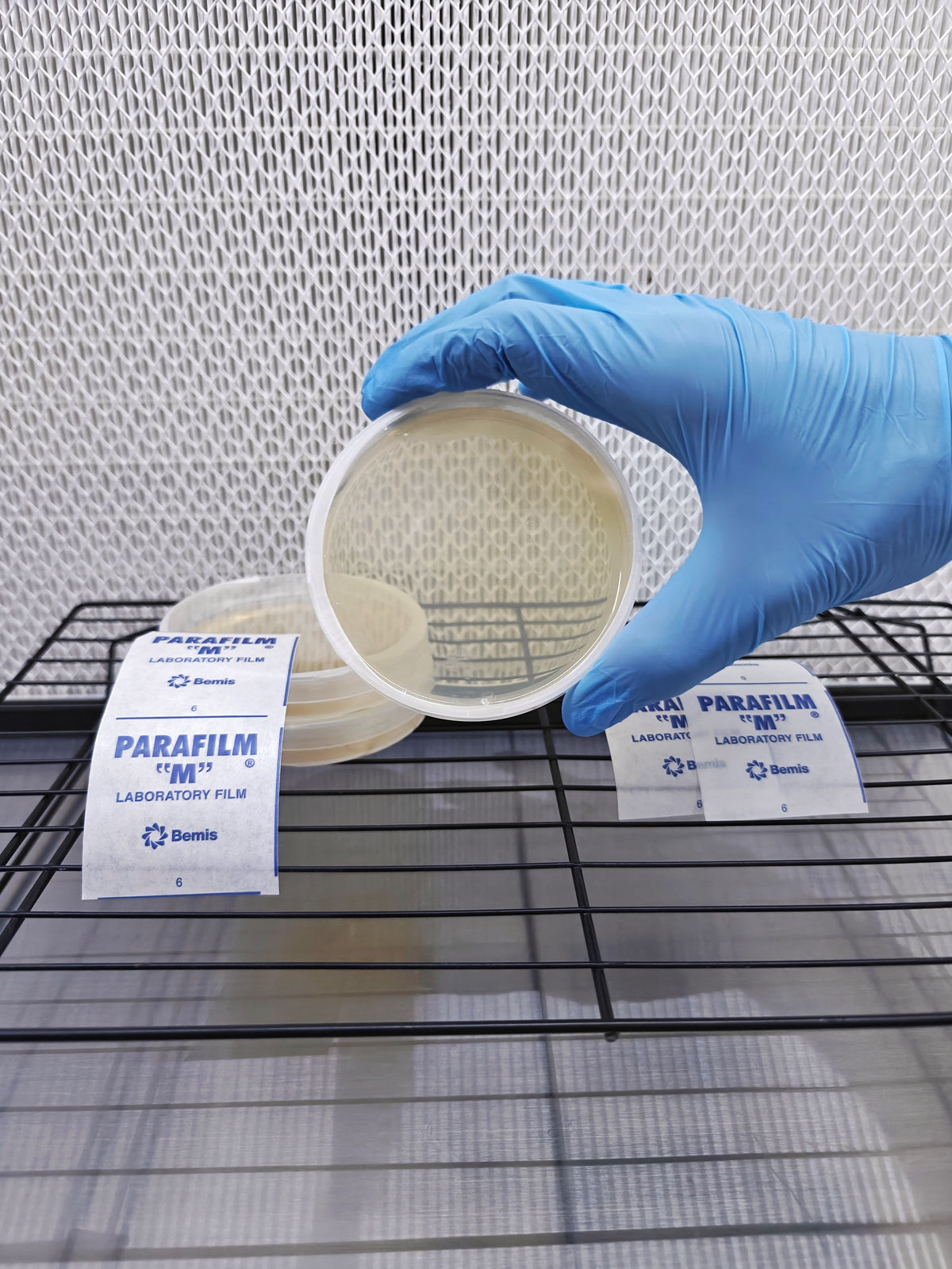 Sterilised MEA Agar Plates (Pre-poured)