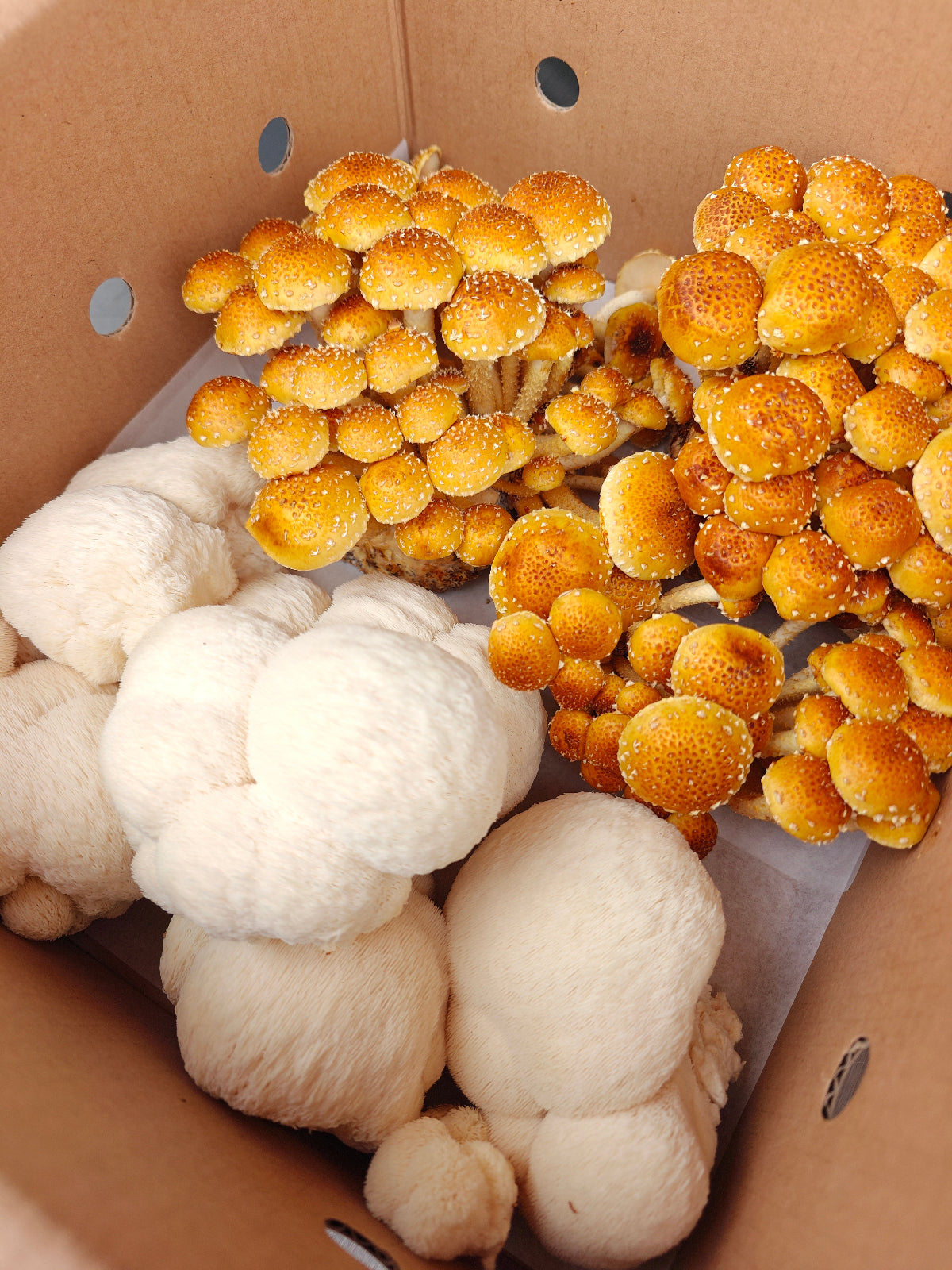Fungi Lover's Mix