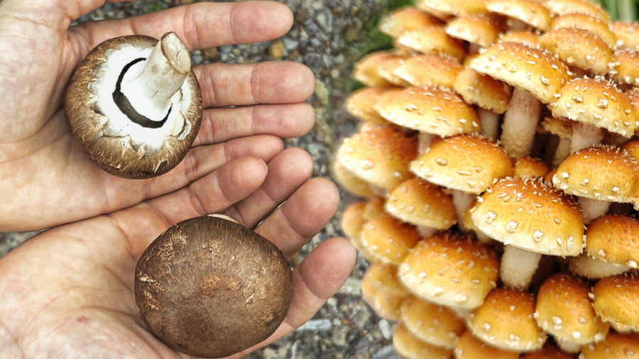 What Are Chestnut Mushrooms in Australia?
