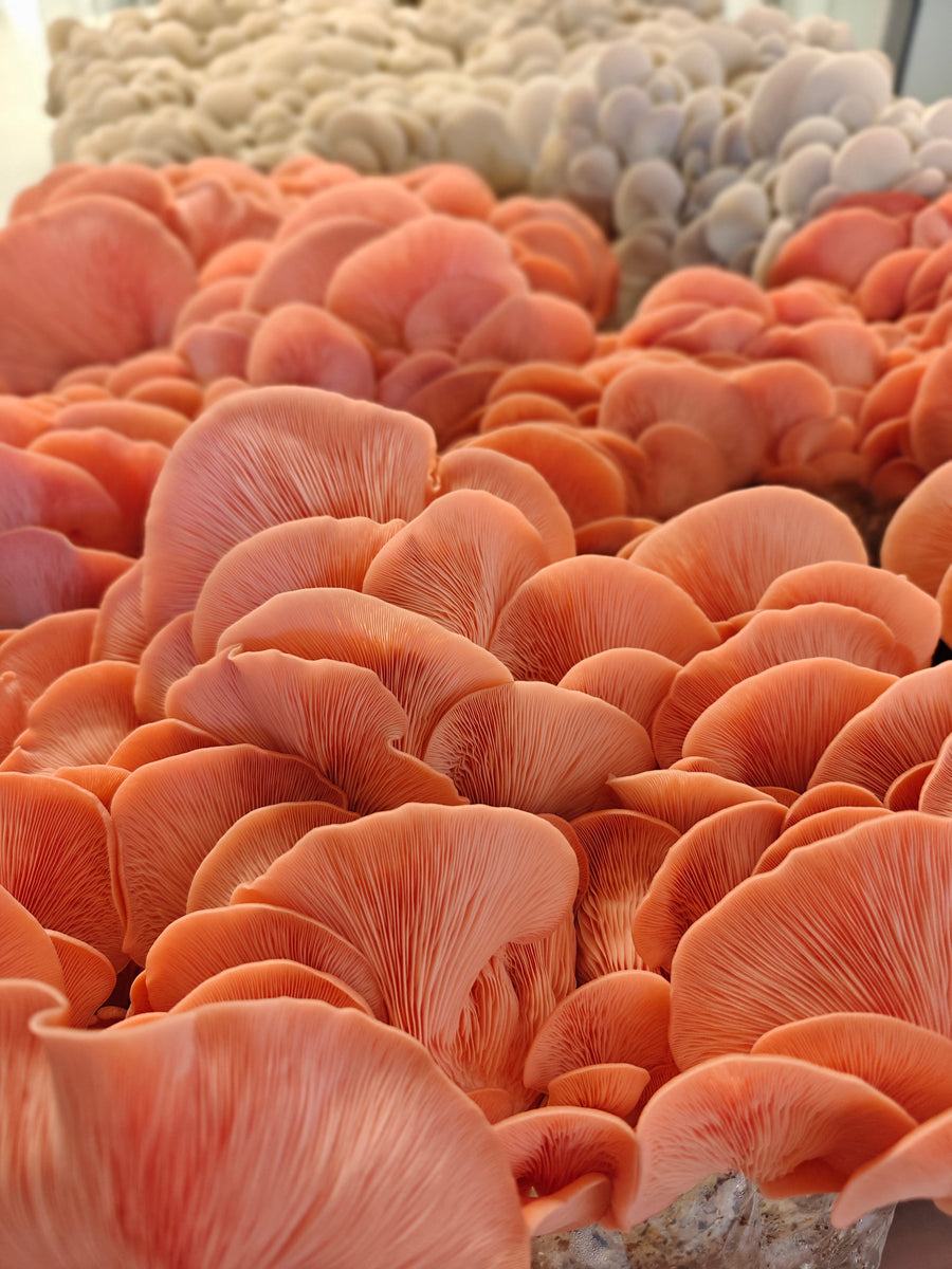 Mushroom Farm Sunshine Coast: Inside Coolum Beach
