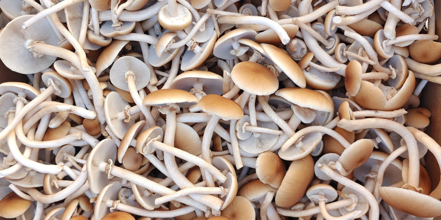 How to Tell Gourmet Mushrooms Apart, and Cook Them