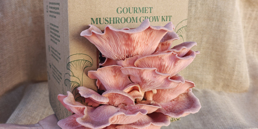 How to Grow Oyster Mushrooms at Home: A Beginner’s Guide