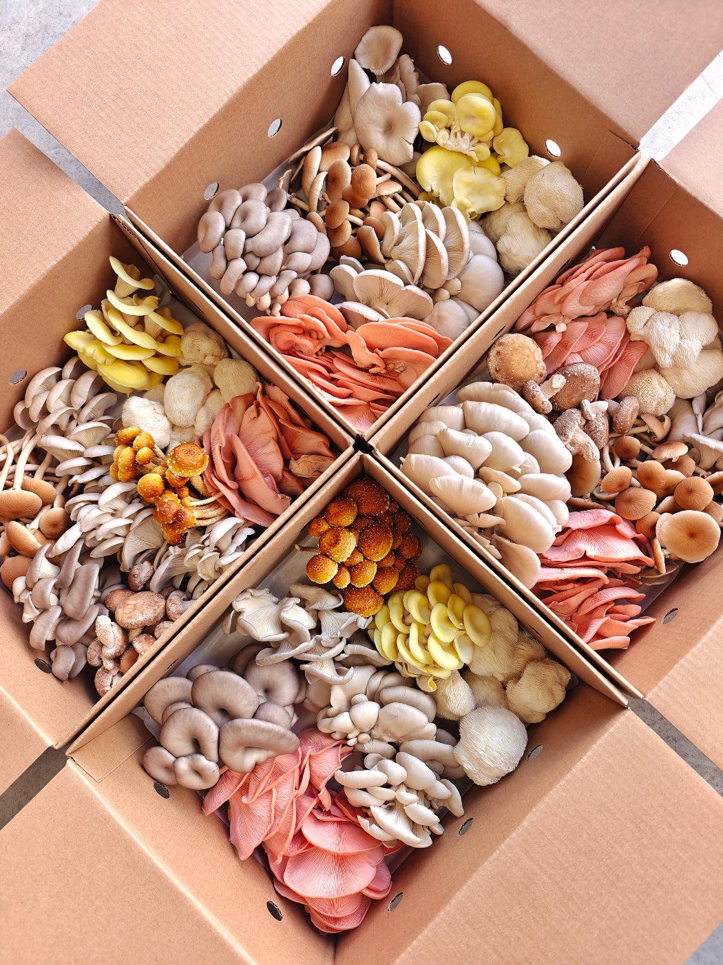 Fresh Mushrooms