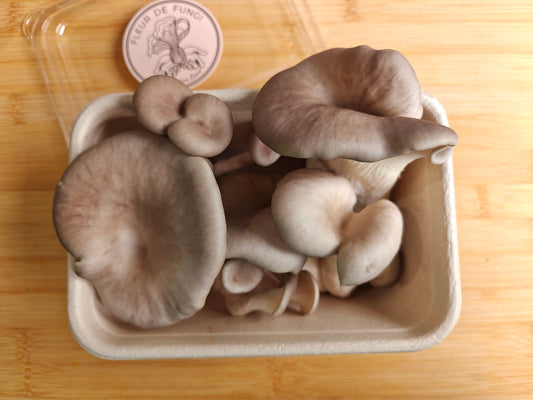 King of Pearl Oyster Mushroom