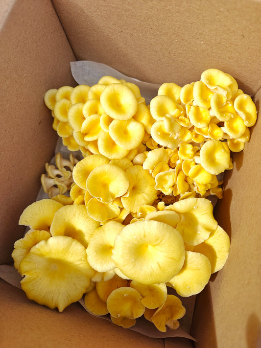 Golden Oyster Mushroom