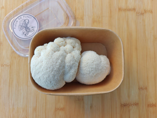 Lion's Mane Mushroom