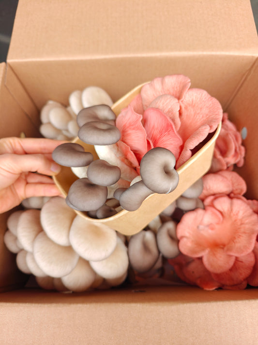 Funky Oyster Mix