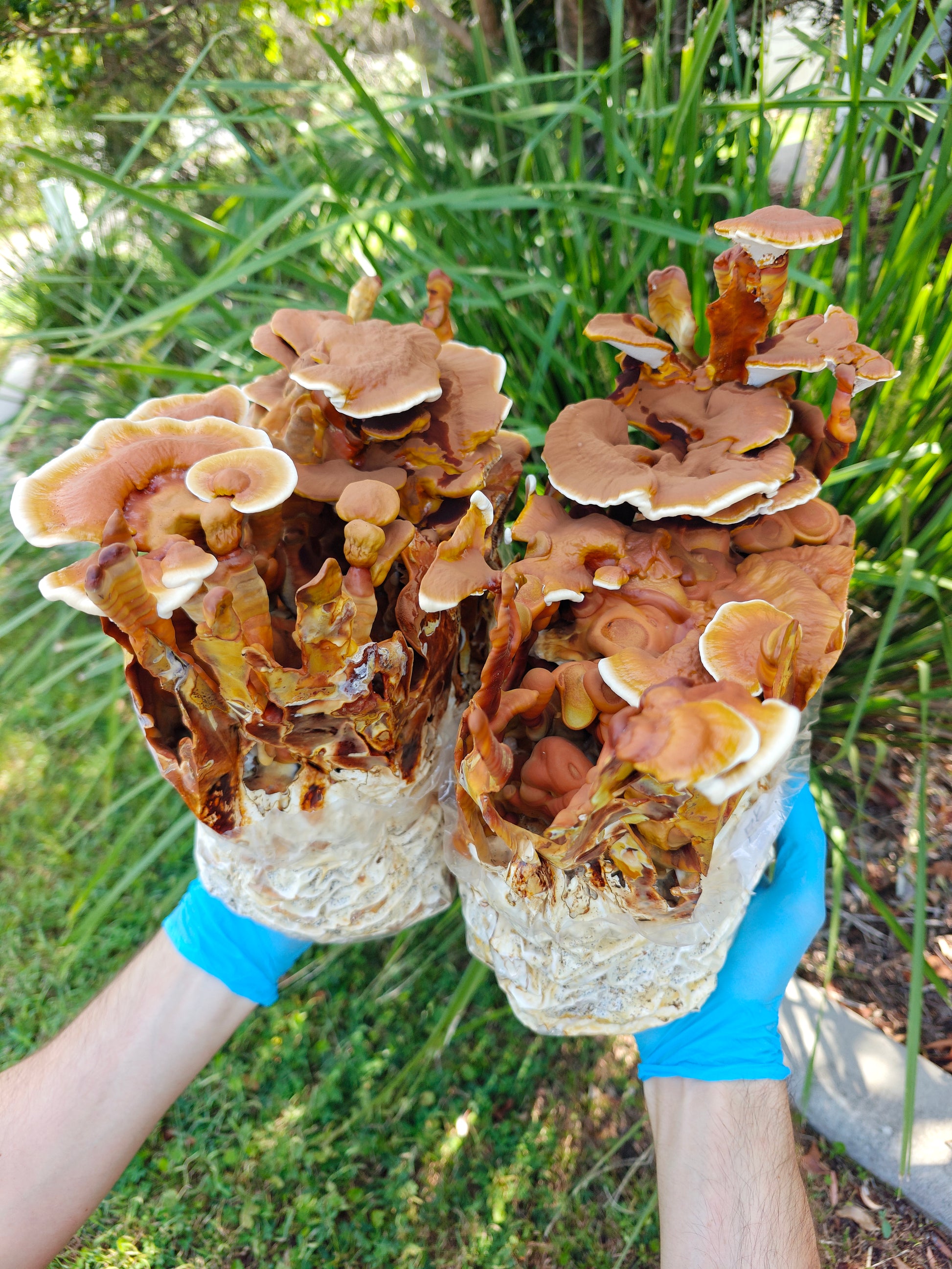 Reishi