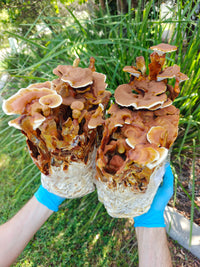 Reishi