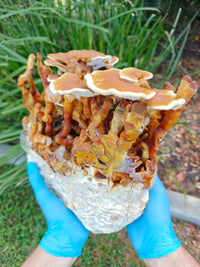 Reishi