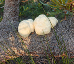 Lion's Mane Mushroom Grow Kit
