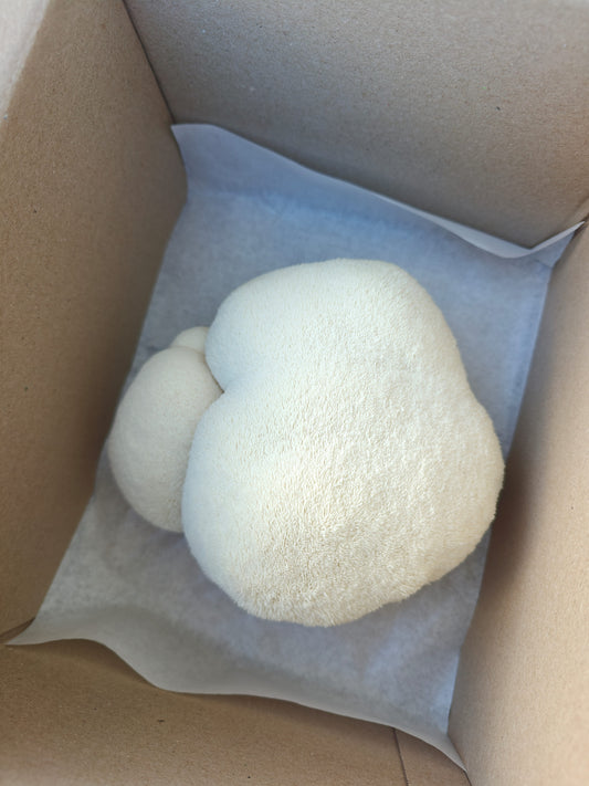 Lion's Mane Mushroom