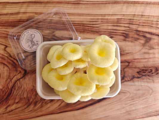 Golden Oyster Mushroom