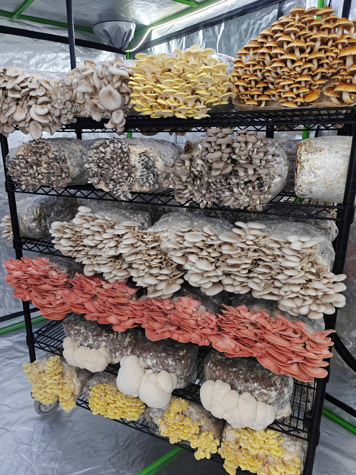 Fresh Mushrooms