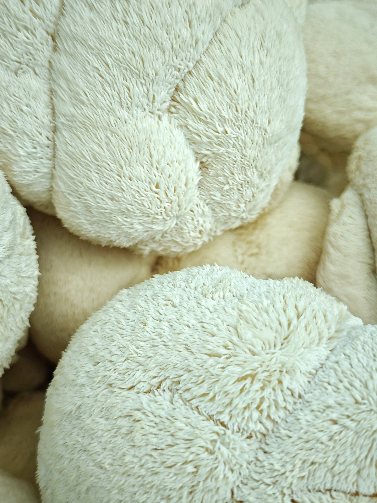 Lion's Mane Mushroom Grow Kit