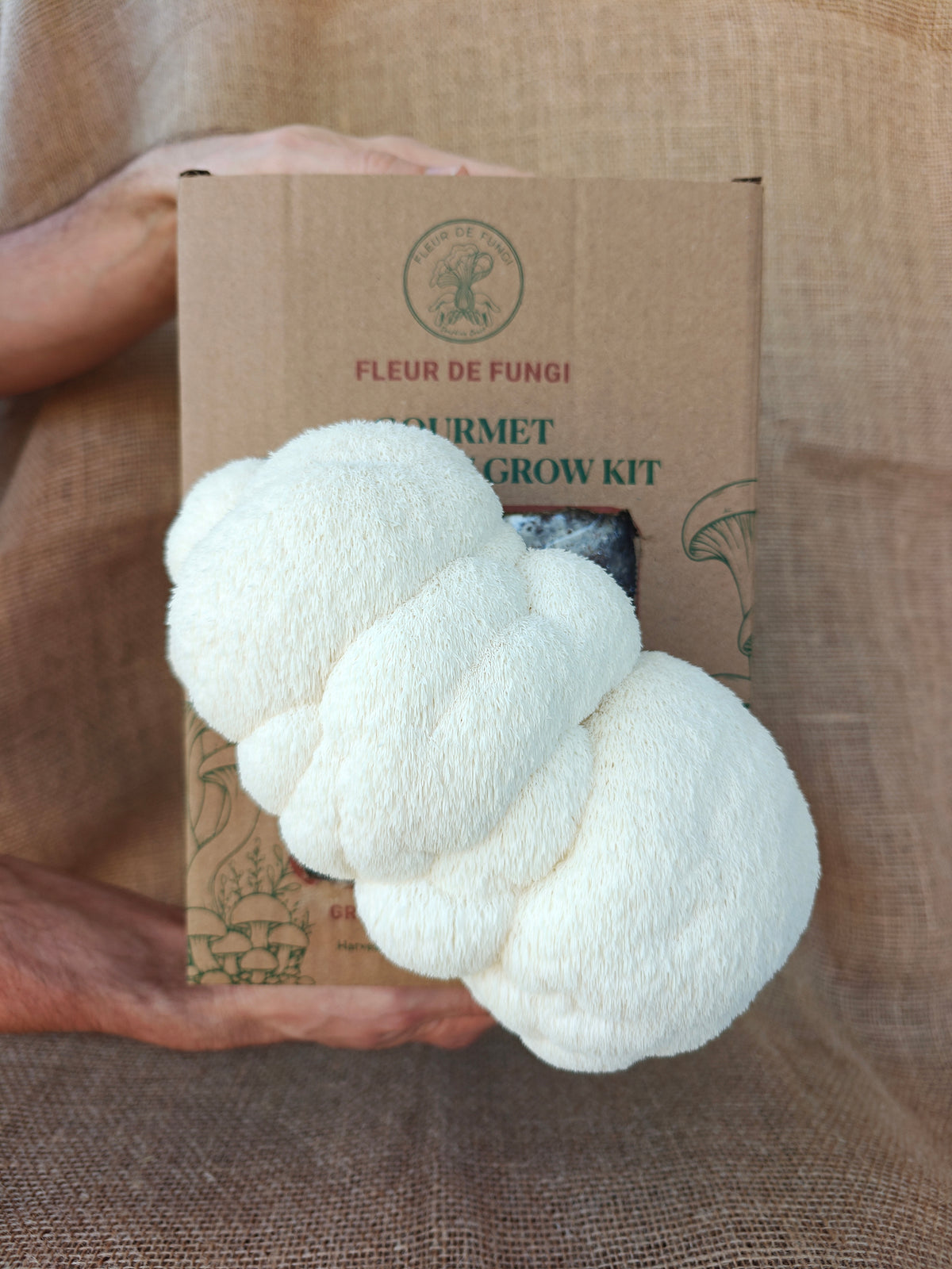 Lion's Mane Grow Kit