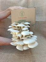 Princess of Pearl Oyster Grow Kit