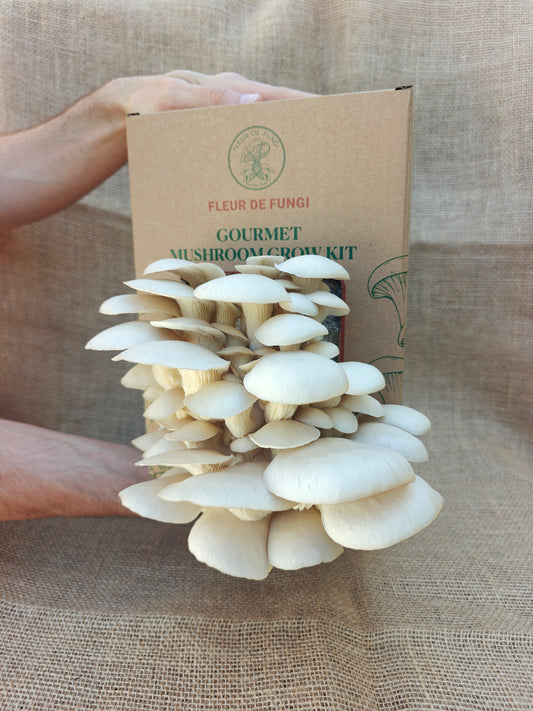 Princess of Pearl Oyster Grow Kit