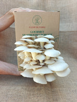Princess of Pearl Oyster Grow Kit