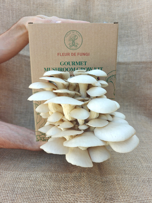 Princess of Pearl Oyster Grow Kit