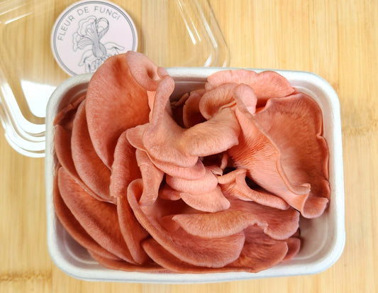 Pink Oyster Mushroom