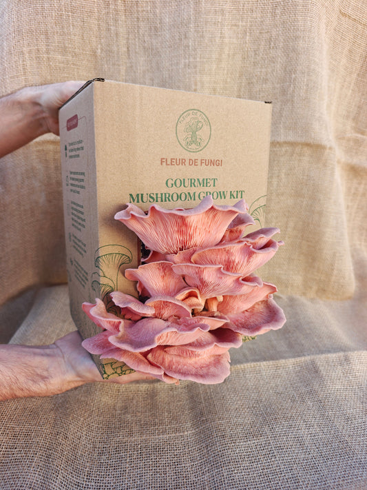 Pink Oyster Grow Kit