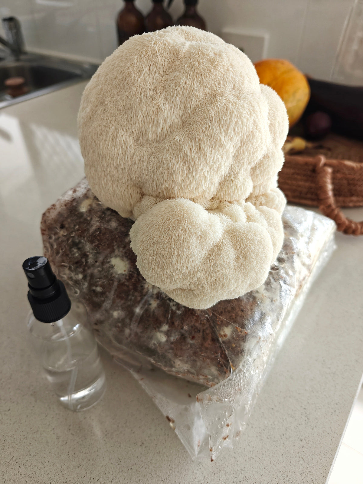 Lion's Mane Grow Kit