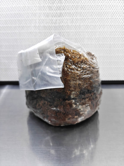 Master Mix Sterilised Substrate Bag