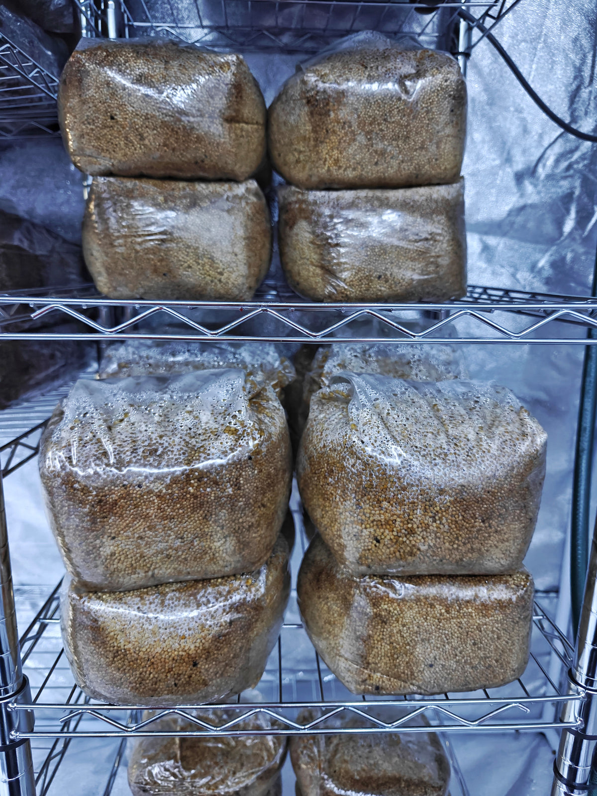 Sterilised Millet Grain Spawn Bag