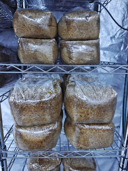 Sterilised Millet Grain Spawn Bag