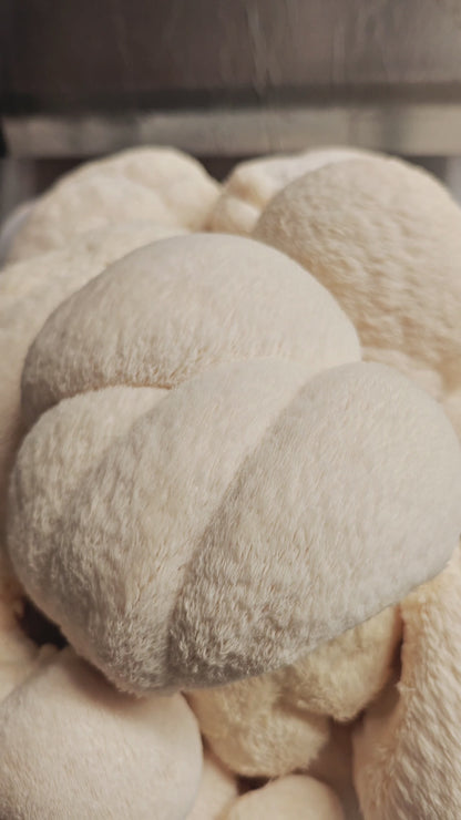 Lion's Mane Mushroom