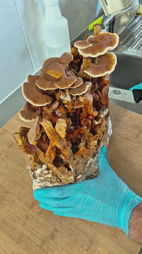 Reishi