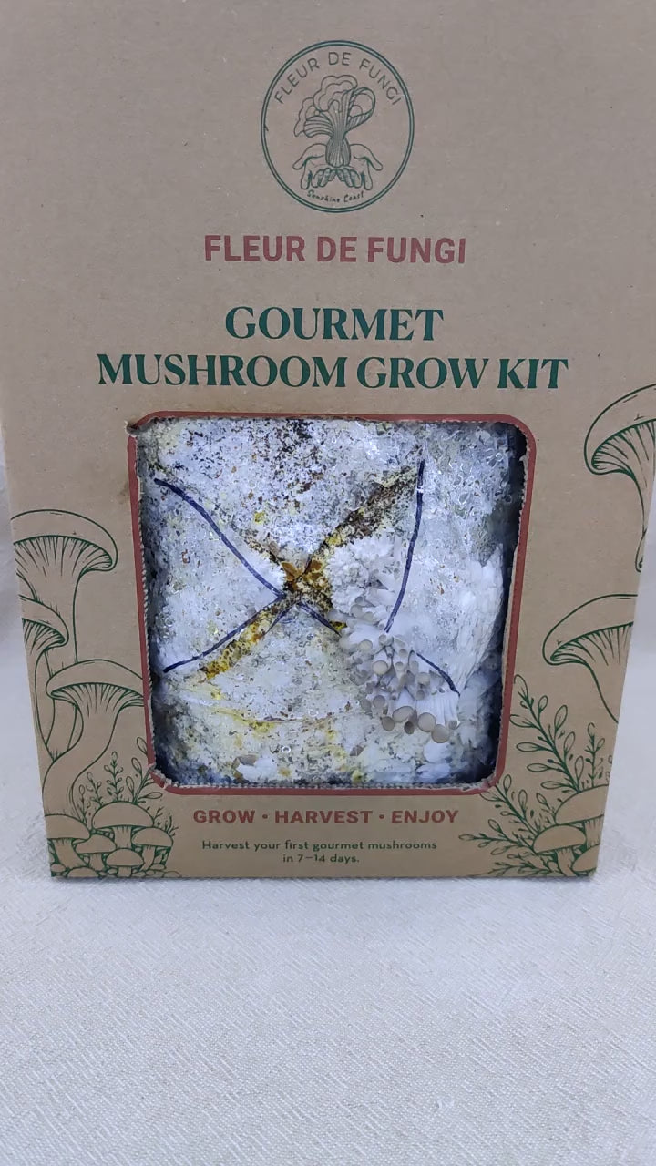 Princess of Pearl Oyster Grow Kit