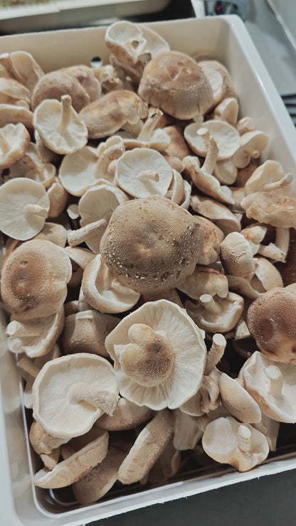Shiitake Mushroom