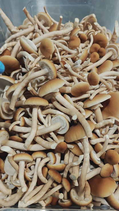 Pioppino Mushroom