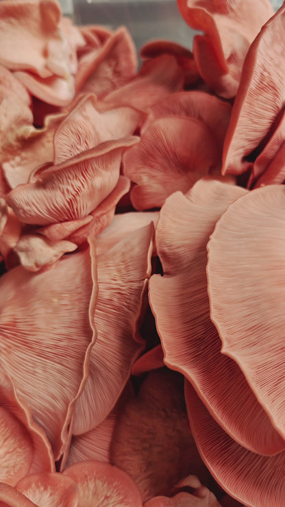 Pink Oyster Mushroom