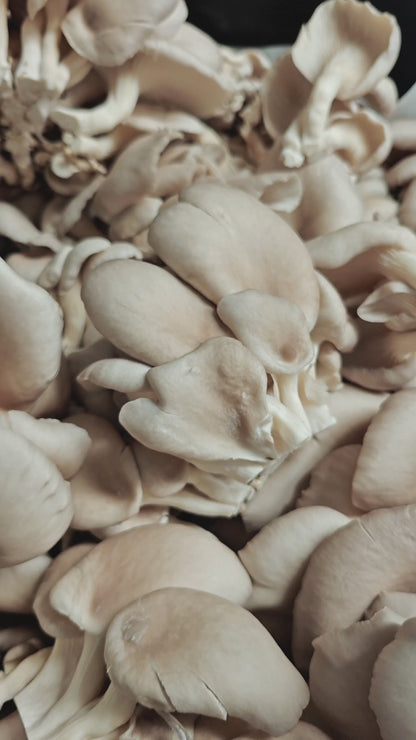 King of Pearl Oyster Mushroom