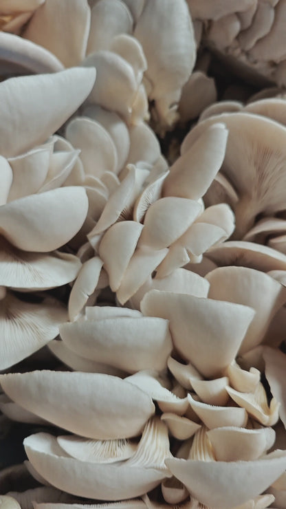 Princess of Pearl Oyster Mushroom