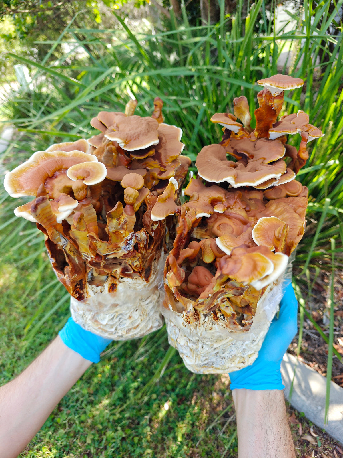 Reishi Mushroom Liquid