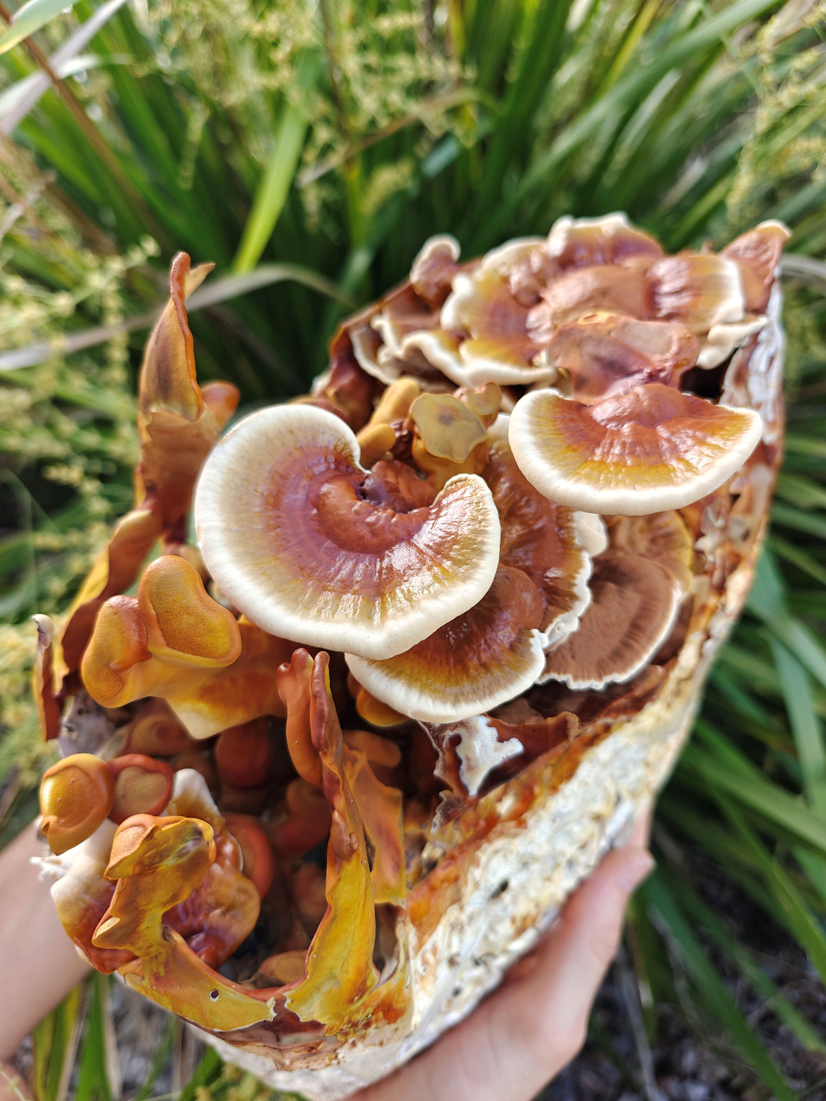 Reishi Mushroom Liquid