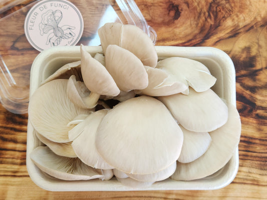 Princess of Pearl Oyster Mushroom