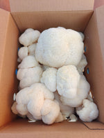 Lion's Mane Mushroom Grow Kit
